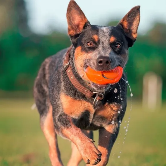 Chuckit! Hydrosqueez Ball Dog Toy