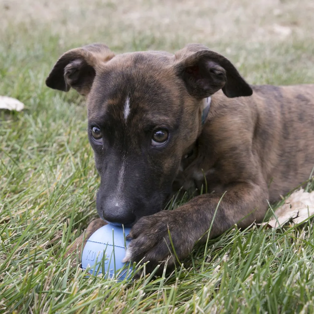 Kong Puppy Ball with Hole (Blue)